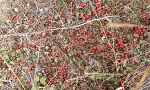 去年三块今年三毛，山楂价格跌十倍，农户：采得越多赔得越多