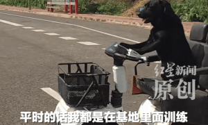 网友看到拉布拉多开车，“一边开一边狂吠”，狗主人称练了1个月就能上路；当地交管局：将反馈交警部门