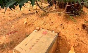 烈士墓地成为养鸡场？当地政府：已经整改完毕