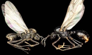 现实版科幻小说: 蚁后跨种生娃！生出1000公里外的另一物种，500万年前同属一家